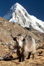 Yak and mount Pumo ri, Nepal Himalayas Royalty Free Stock Photo