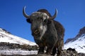 Yak in winter himalayas