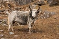 Yak at Yala Velley. Langtang national park. Royalty Free Stock Photo