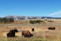 The yak in yellowstone park