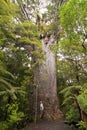 Yakas - Large Kauri Tree