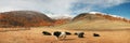 Yaki on a mountain pasture, Mongolia
