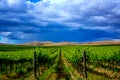 Yakima Valley Vineyard Royalty Free Stock Photo