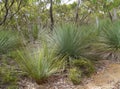 A Yakka plant in the bush Royalty Free Stock Photo