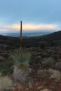 Yakka Plant in the Flinders Ranges Royalty Free Stock Photo