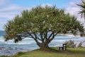 Yakka tree looking out to corindi beach Royalty Free Stock Photo