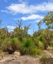 Yakka Trees: Australian Bushland Royalty Free Stock Photo