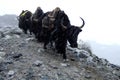 Yaks