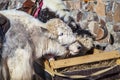 Yaks on the background of snowy mountains