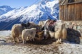 Yaks on the background of snowy mountains