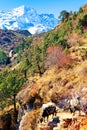 Yaks with bags slowly down the mountain path in himalayas