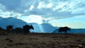 Yaks and beautiful sunrise in Himalayan mountains. Nepal Royalty Free Stock Photo