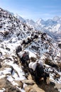 Yaks with blue sky and snow mountain