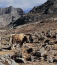 Yaks bos grunniens are grazing in the arid and alpine area of high himalayan region near sela pass