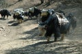 Yaks caravan Royalty Free Stock Photo