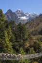 Yaks caravan crossing suspension bridge in Himalayas