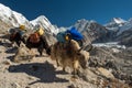 Yaks carrying heavy goods to Everest Base Camp in Himalaya - Sag Royalty Free Stock Photo