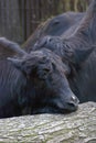 Yaks