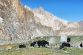 Yaks drinking water with sheer mountains at background along Markha Valley trek, Ladakh, ndia Royalty Free Stock Photo