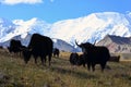 Yaks in front of Lenin Peak