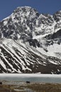 Yaks at Gokyo Lakes Royalty Free Stock Photo