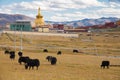 Yaks on grass field with gold pagoda background on Yarchen Gar ,