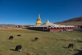 Yaks on grass field with gold pagoda background on Yarchen Gar .