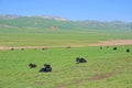 Yaks in grassland