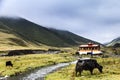 yaks in the grassland