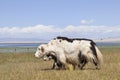 Yaks at the grassland near Qinghai Lake, China Royalty Free Stock Photo