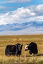 Yaks graze in the autumn steppe against the backdrop of the mountains
