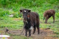 Yaks graze at the blooming grassland of Xinduqiao in Western Sichuan