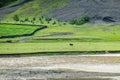 Yaks graze at the river dam in the grassland of Xinduqiao in Western Sichuan