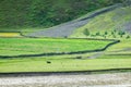 Yaks graze at the river dam in the grassland of Xinduqiao in Western Sichuan