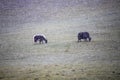 Yaks graze on a snowy pasture under the snow with the wind. Kyrgyzstan.