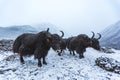 Yaks graze in a snowy valley. Himalayan mountains of Nepal Royalty Free Stock Photo