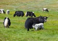 Yaks are grazed in mountains. Russia. Siberia Royalty Free Stock Photo