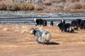 Yaks grazing on autumn pastures in the steppes of Mongolia. Mongolian cattle in the sunny morning