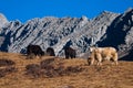 Yaks grazing in the mountains