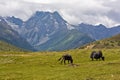 Yaks grazing in tibetan highlands Royalty Free Stock Photo