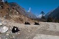 Yaks grazing in Yumthang valley