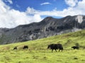 Yaks on green grass in the grassland