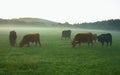 Grazing Scottish highland cattle  at sunrise Royalty Free Stock Photo