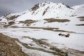 Yaks on highland plateau of Khunjerab national park Royalty Free Stock Photo