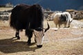 Yaks in highland village in Himalayas