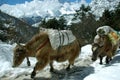 Yaks in the Himalaya Royalty Free Stock Photo