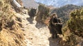 Yaks in the Himalayan mountains