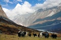 Yaks in Langtang valley Royalty Free Stock Photo