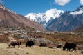 Yaks in Langtang Valley, Langtang National Park, Rasuwa Dsitrict, Nepal Royalty Free Stock Photo
