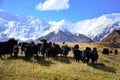 Yaks at Lenin Peak basecamp Royalty Free Stock Photo